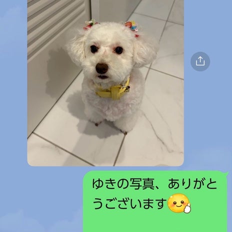 堀ちえみ シッターから愛犬写真の画像