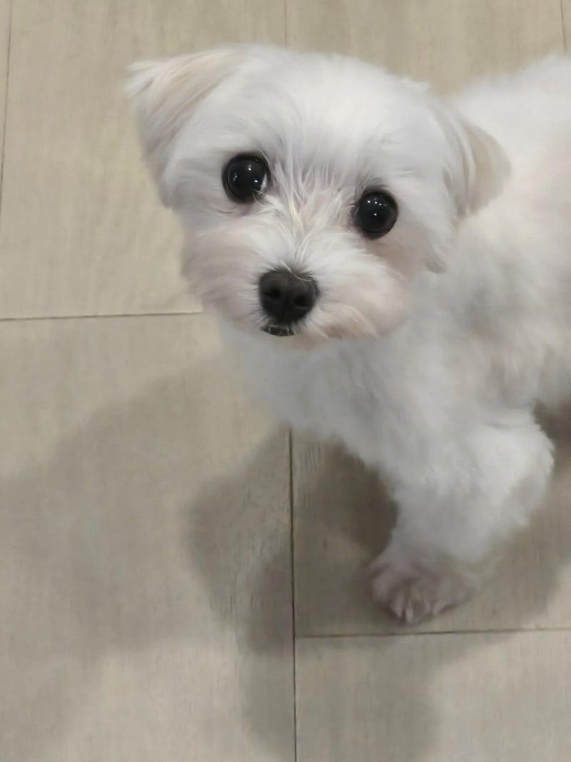 明らかに違うフワフワと毛艶の画像