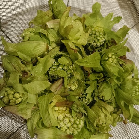 ふきのとうを食べた妊婦の腹痛の画像