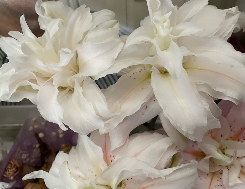 友人に頂いた無花粉の八重のユリの画像