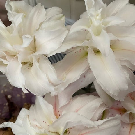友人に頂いた無花粉の八重のユリの画像
