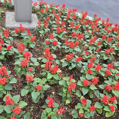 高橋英樹 日本橋で見た綺麗なサルビアの画像