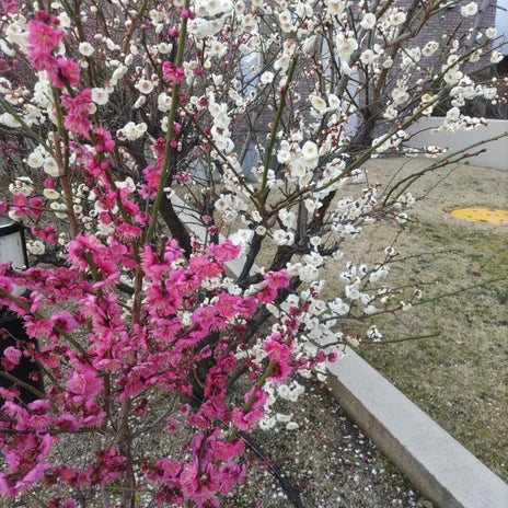 子の転校が不安で結論が出ない悩みの画像