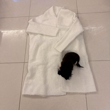 小柳ルミ子 愛犬の同じ決まりのポーズの画像