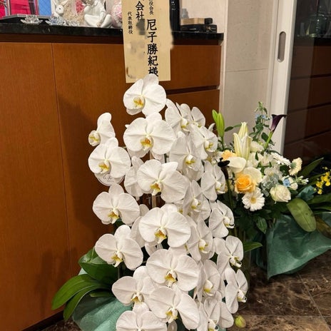 堀ちえみの夫 2ヶ月咲き続ける蘭の画像