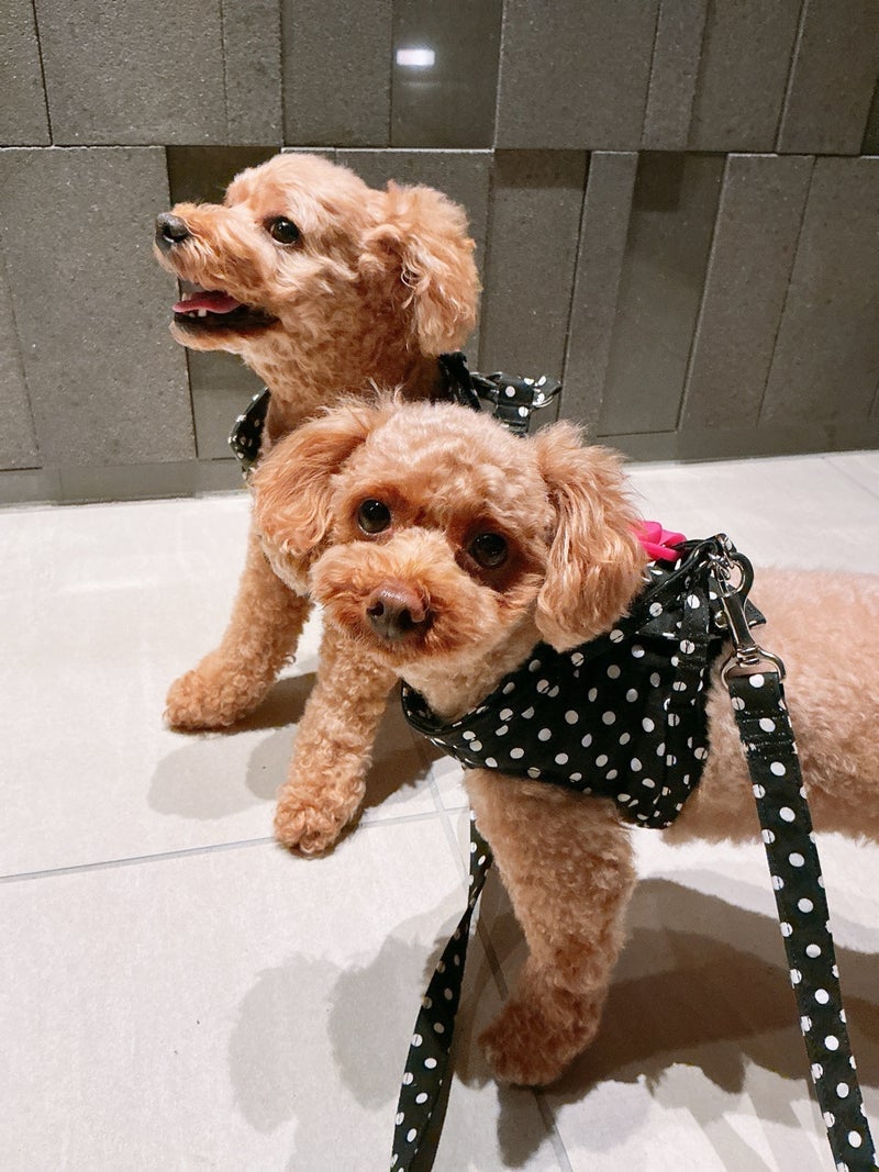 美奈代 元気な愛犬との夜散歩の画像