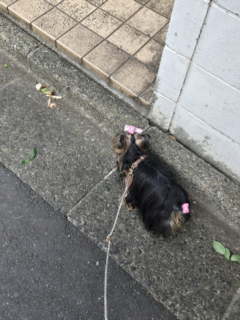 狂犬病ワクチンで向かった動物病院の画像