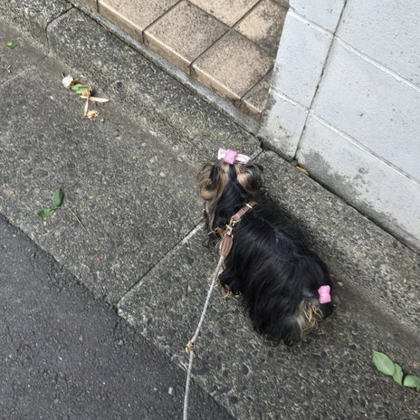 狂犬病ワクチンで向かった動物病院の画像