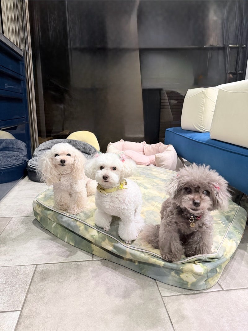 堀ちえみ 愛犬三姉妹の記念撮影の画像