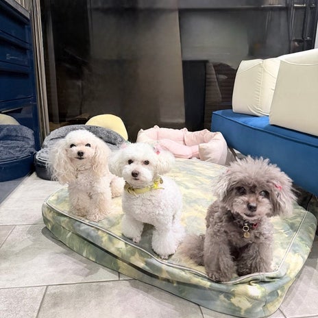 堀ちえみ 愛犬三姉妹の記念撮影の画像