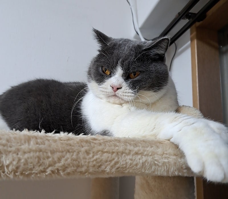 ごはんを完食し次を催促する猫の画像