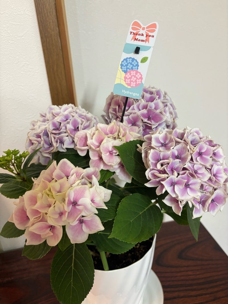 広川ひかる 母に贈ったパジャマと寿司の画像