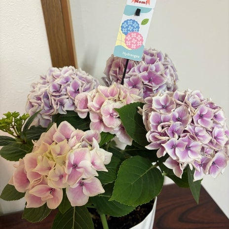 広川ひかる 母に贈ったパジャマと寿司の画像