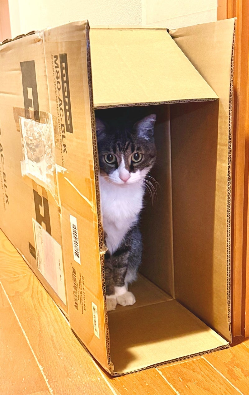 大きな段ボールでするかくれんぼの画像