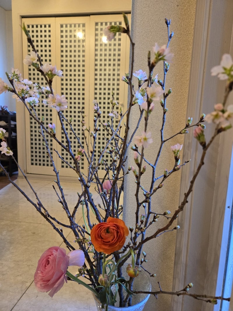 桜が咲き一気に春になった玄関の画像