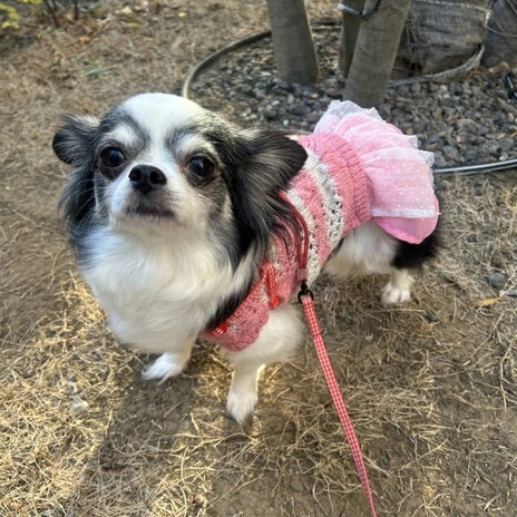 トライアル中の犬の明るい表情の画像