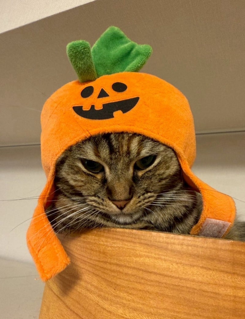 動じない猫と全力で阻止する猫の画像