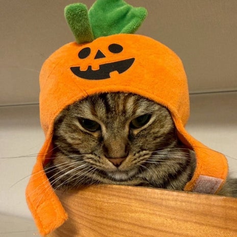 動じない猫と全力で阻止する猫の画像