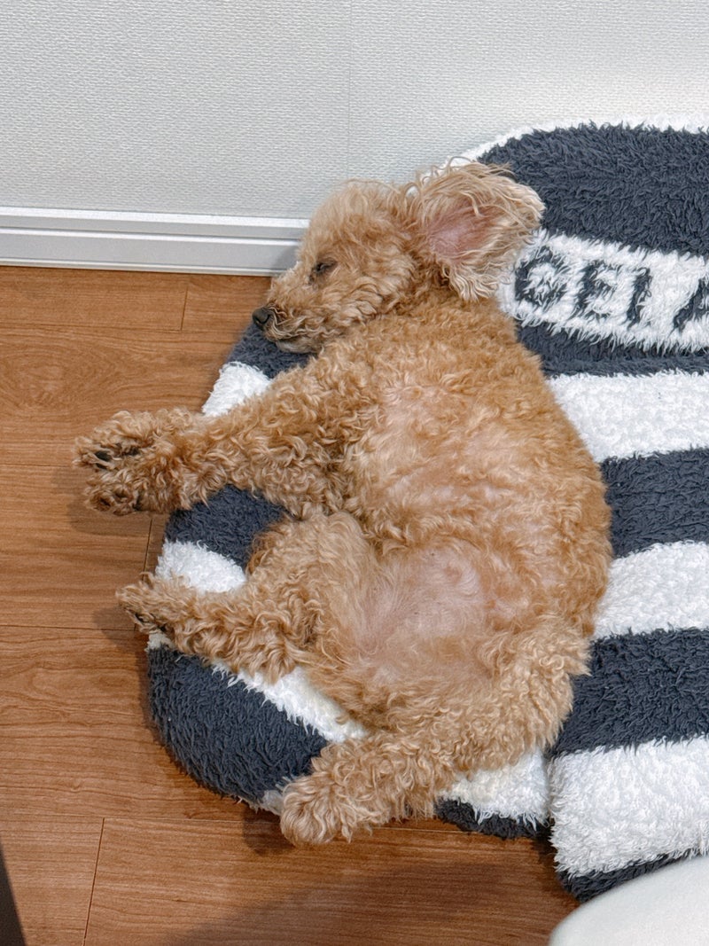 渡辺美奈代 愛犬の可愛い白目の画像