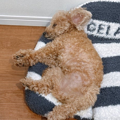 渡辺美奈代 愛犬の可愛い白目の画像