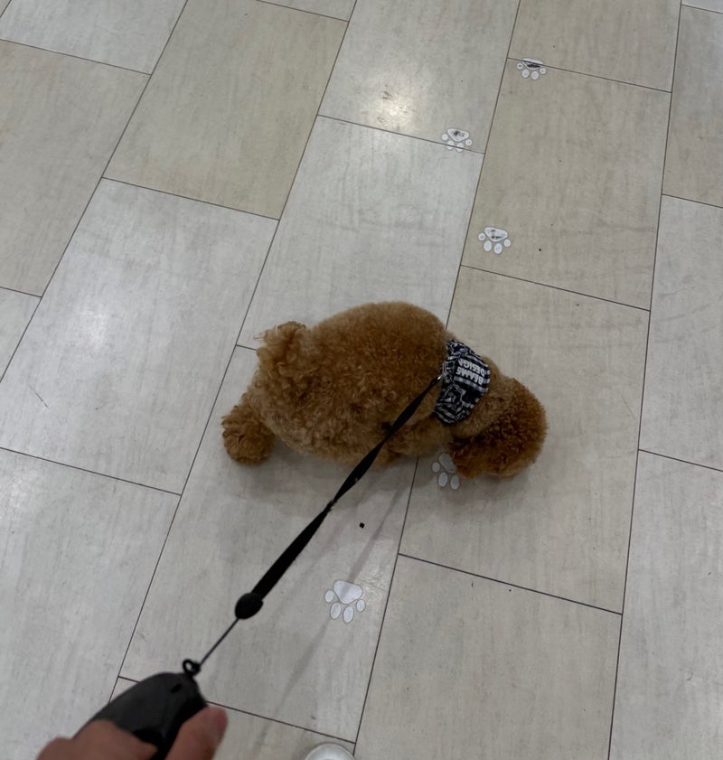 買ってもらった犬の新しいお洋服の画像