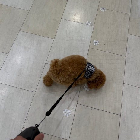買ってもらった犬の新しいお洋服の画像