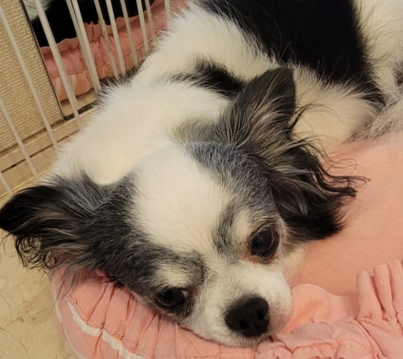モト冬樹 里親へ帰る愛犬とお別れの画像