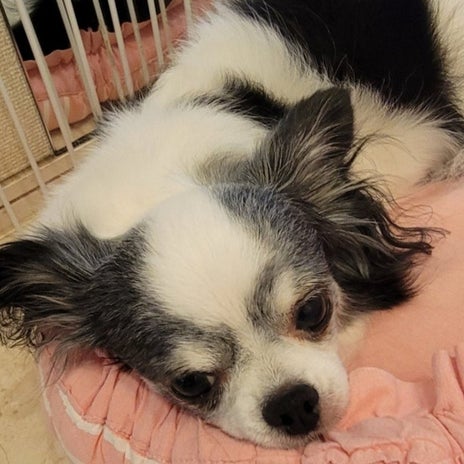 モト冬樹 里親へ帰る愛犬とお別れの画像
