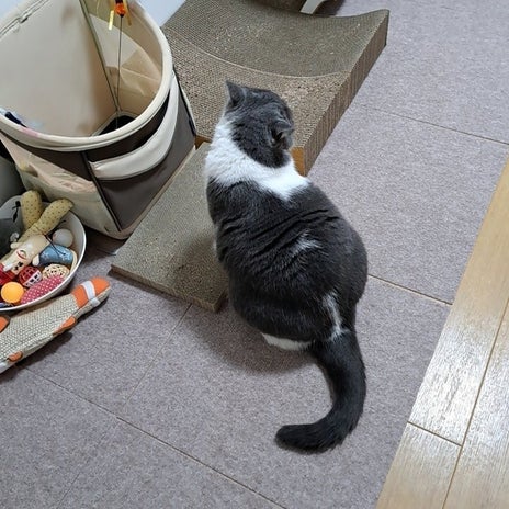 爪研ぎの上がブームになっている猫の画像