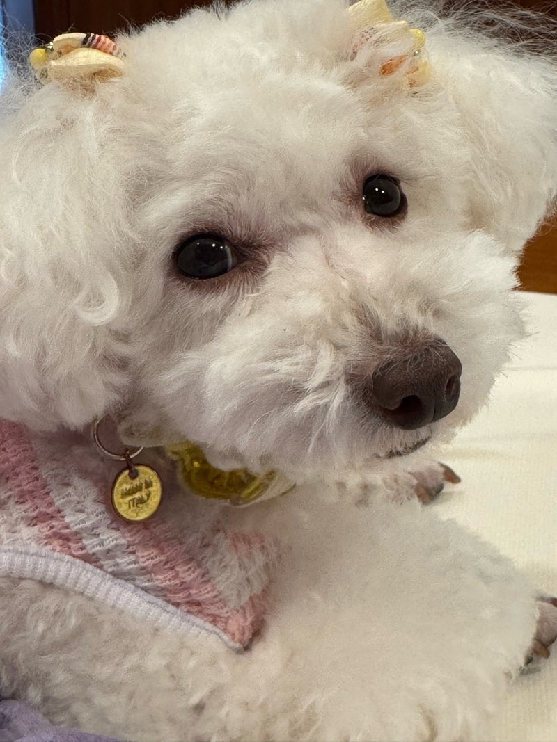 堀ちえみ 愛犬と一緒にネンネの画像