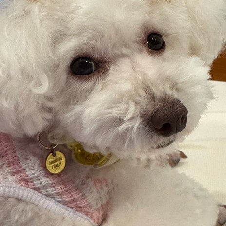 堀ちえみ 愛犬と一緒にネンネの画像