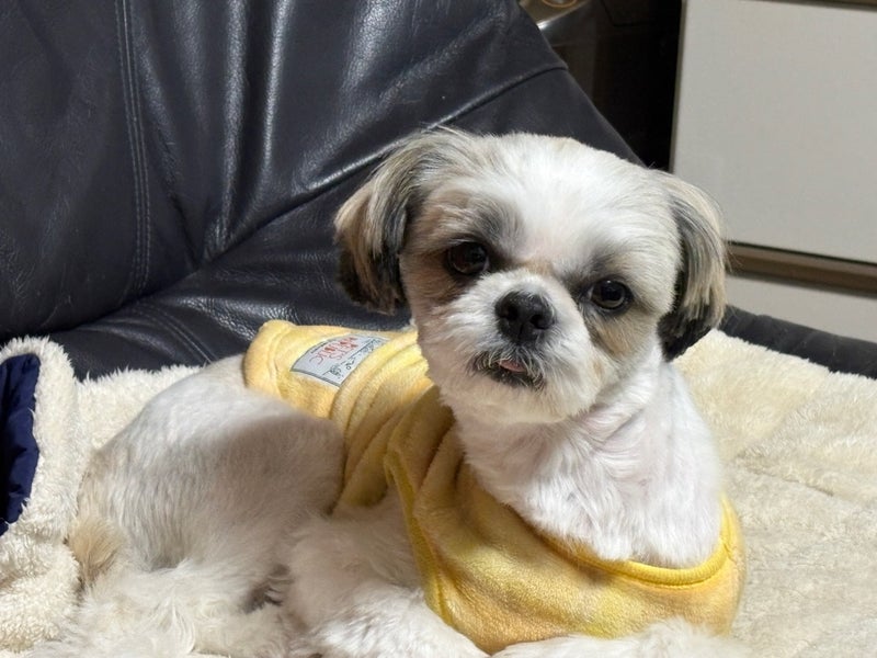 朝一で病院へ行き薬で様子見にの画像