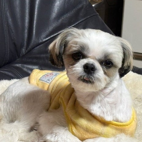 朝一で病院へ行き薬で様子見にの画像