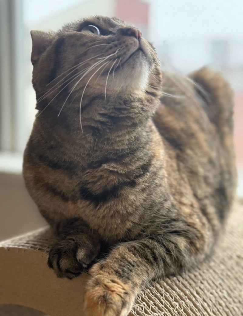 雨の日に猫達がよく寝る静かな朝の画像