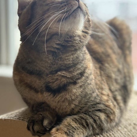 雨の日に猫達がよく寝る静かな朝の画像