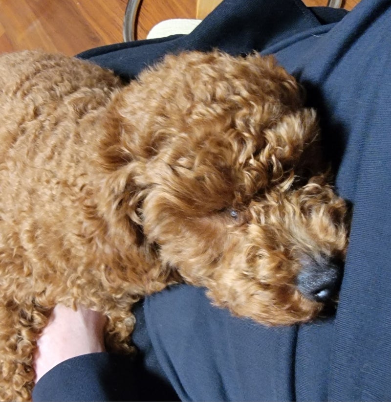 モト冬樹 抱っこせがむ可愛い愛犬の画像