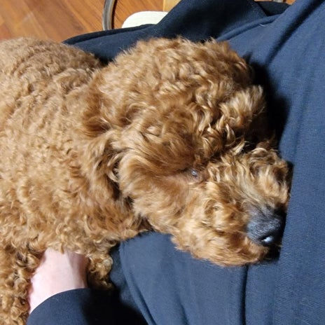 モト冬樹 抱っこせがむ可愛い愛犬の画像