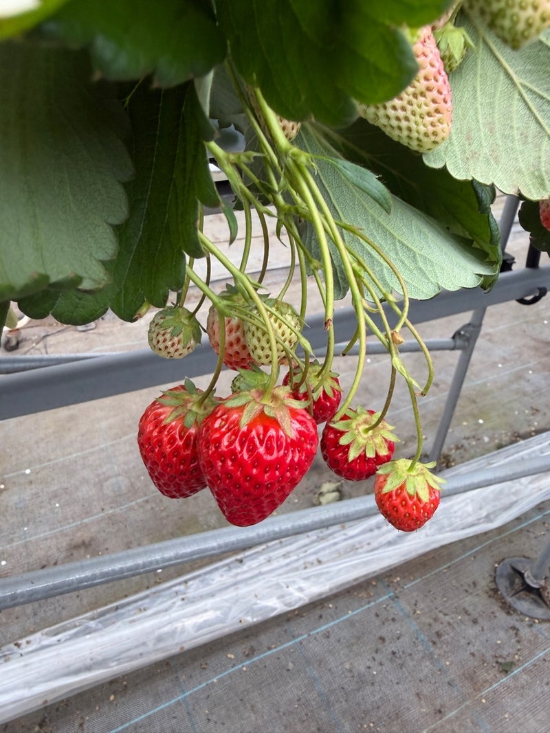 いちご狩りで元を取るための計算の画像