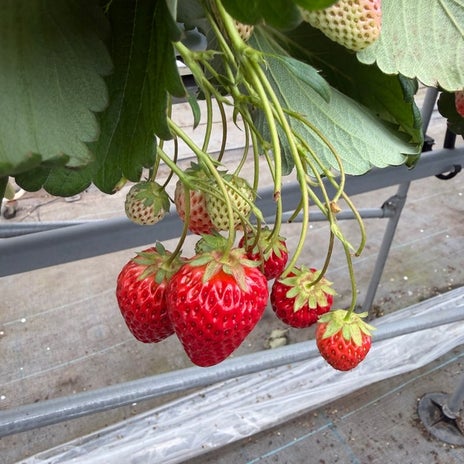 いちご狩りで元を取るための計算の画像