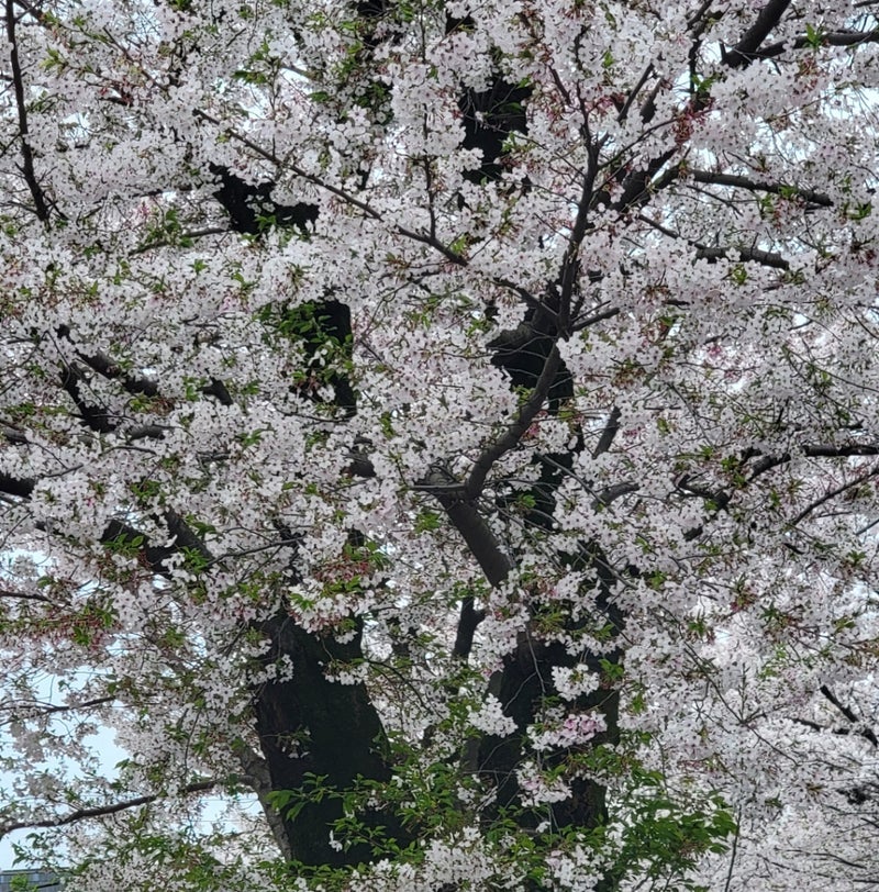 モト冬樹 とても綺麗な桜の絨毯の画像