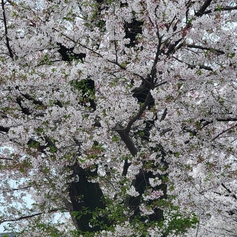 モト冬樹 とても綺麗な桜の絨毯の画像