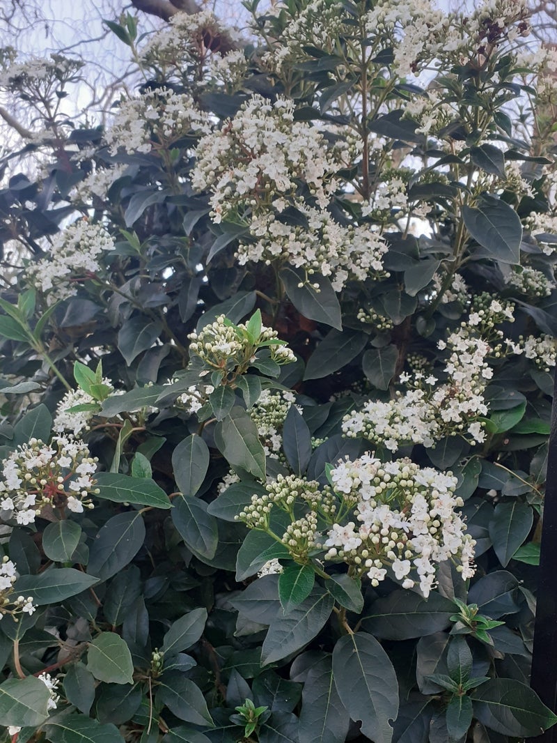 花粉症の目薬で解消した不快感の画像