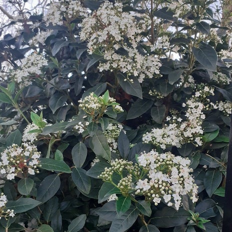 花粉症の目薬で解消した不快感の画像