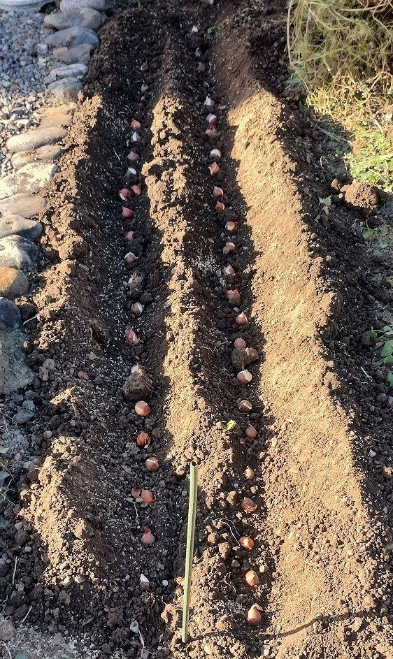 父母が植えていたチューリップの球根の画像