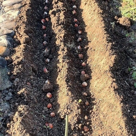 父母が植えていたチューリップの球根の画像
