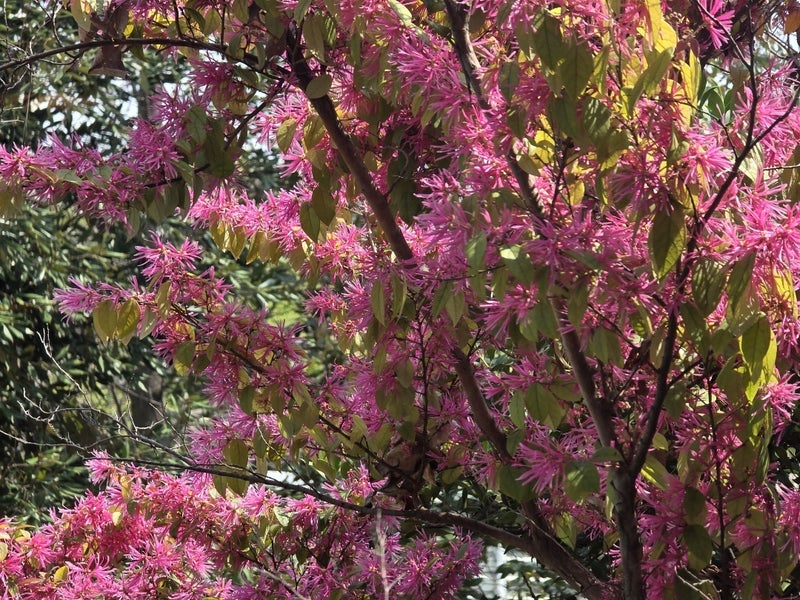 高橋英樹 公園に咲く線のような花の画像
