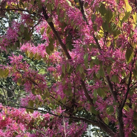 高橋英樹 公園に咲く線のような花の画像