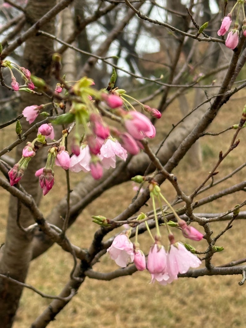 咲き始めた花で気分が上がる春の画像