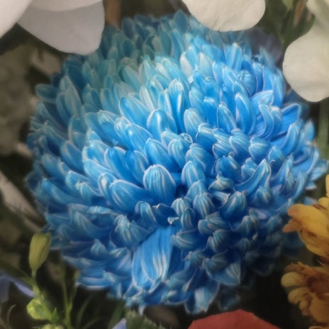 高橋英樹 本当に作り物のような花の画像