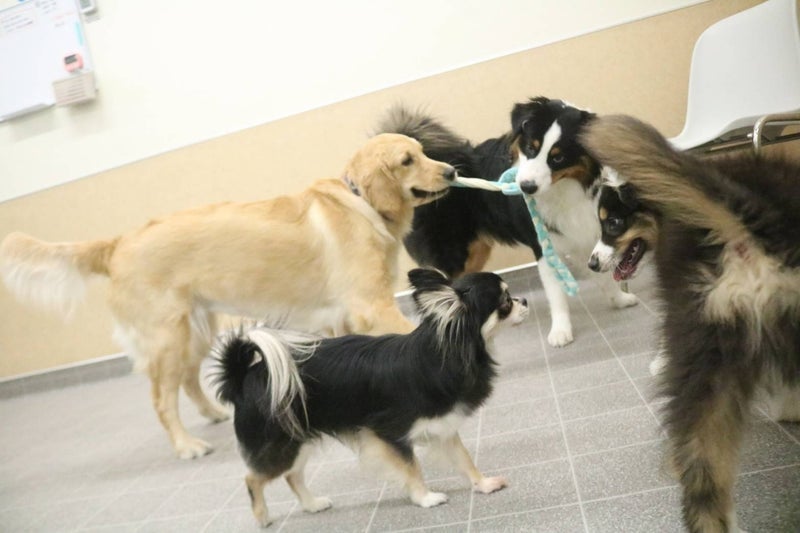 高橋英樹 ロープ遊び教える愛犬の画像